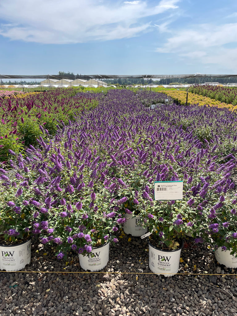 Buddleia Lo & Behold® 'Blue Chip Jr' PW PP26581