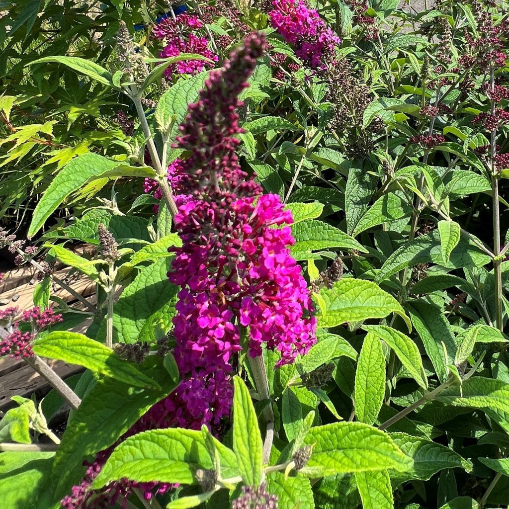 Buddleia x COLOR CHOICE® 'Miss Ruby' PW PP19950