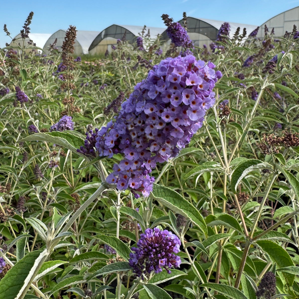 Buddleia x 'Asian Moon'