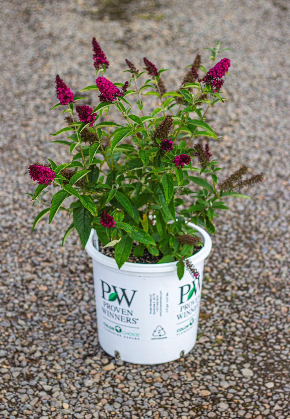 Buddleia x 'Miss Molly' PW PP23425
