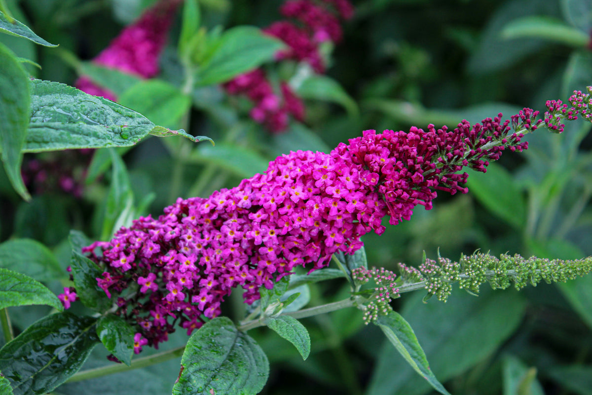 Buddleia x 'Miss Molly' PW PP23425