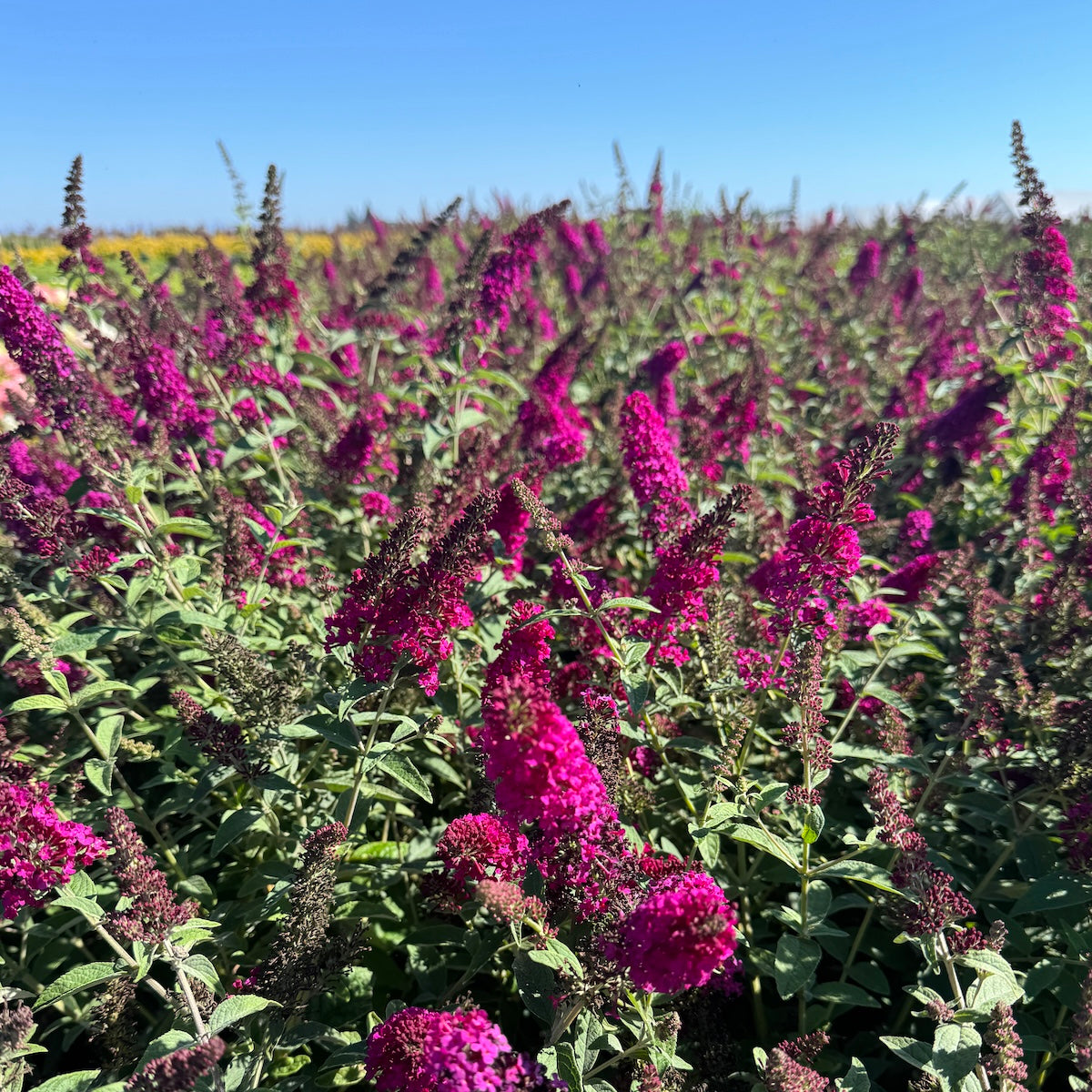 Buddleia x 'Miss Molly' PW PP23425