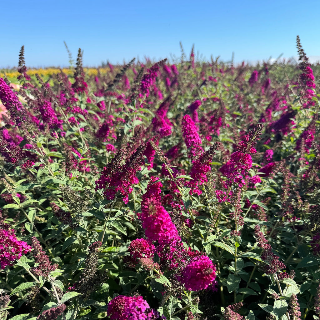 Buddleia x 'Miss Molly' PW PP23425