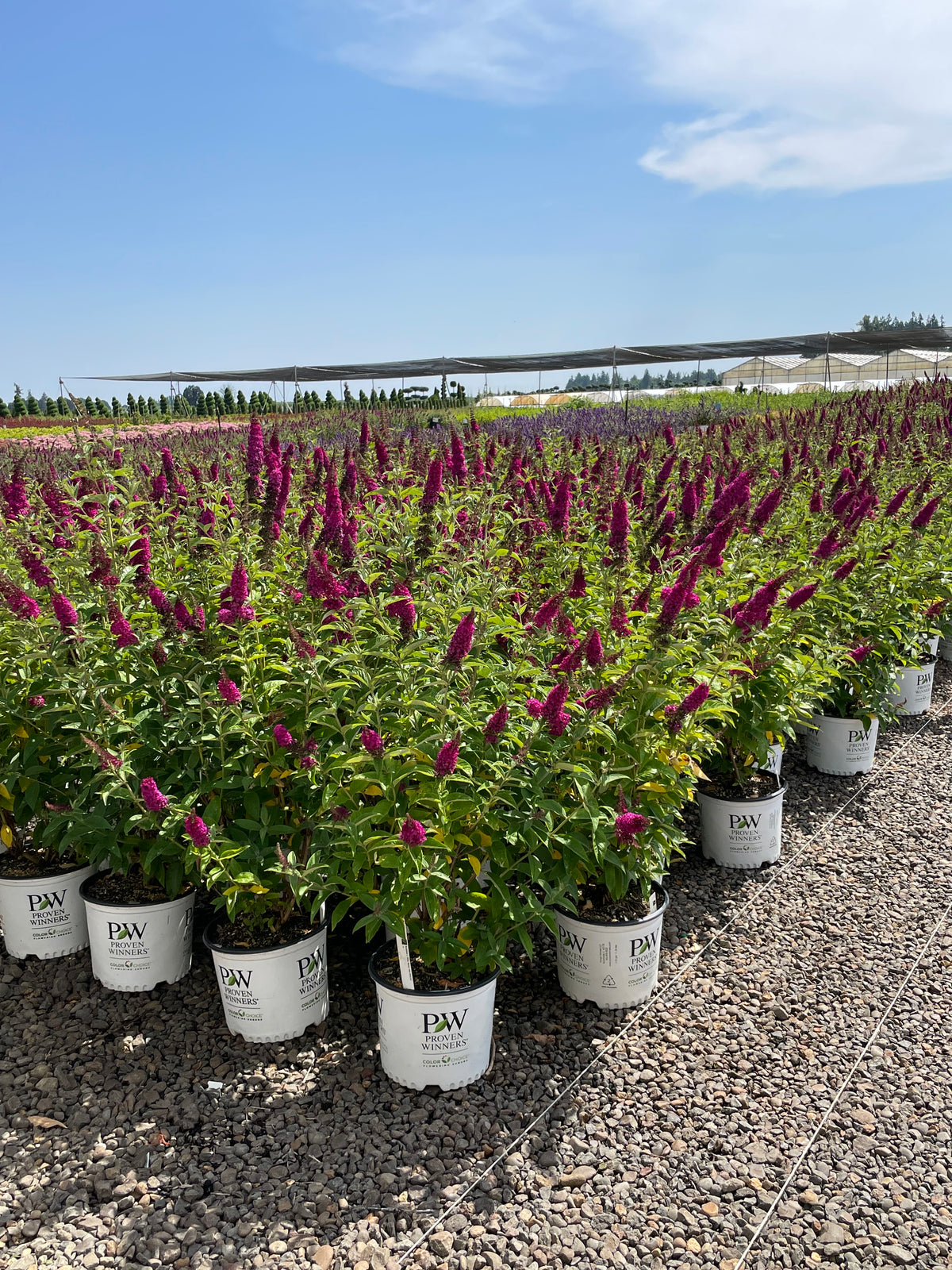 Buddleia x 'Miss Molly' PW PP23425