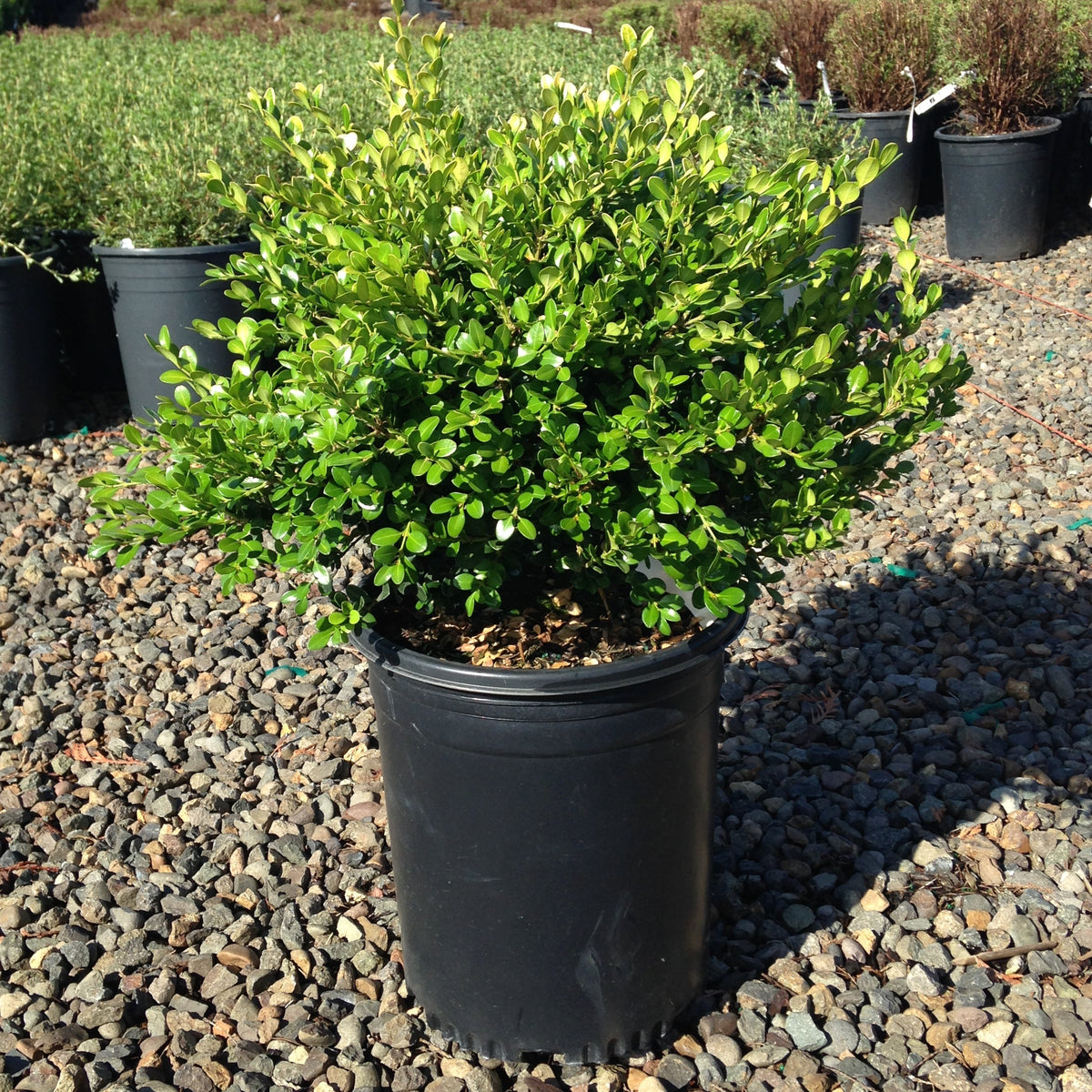 Buxus m. k. 'Green Beauty'