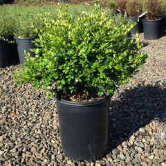 Buxus m. k. 'Green Beauty' – Loen Nursery, Inc.