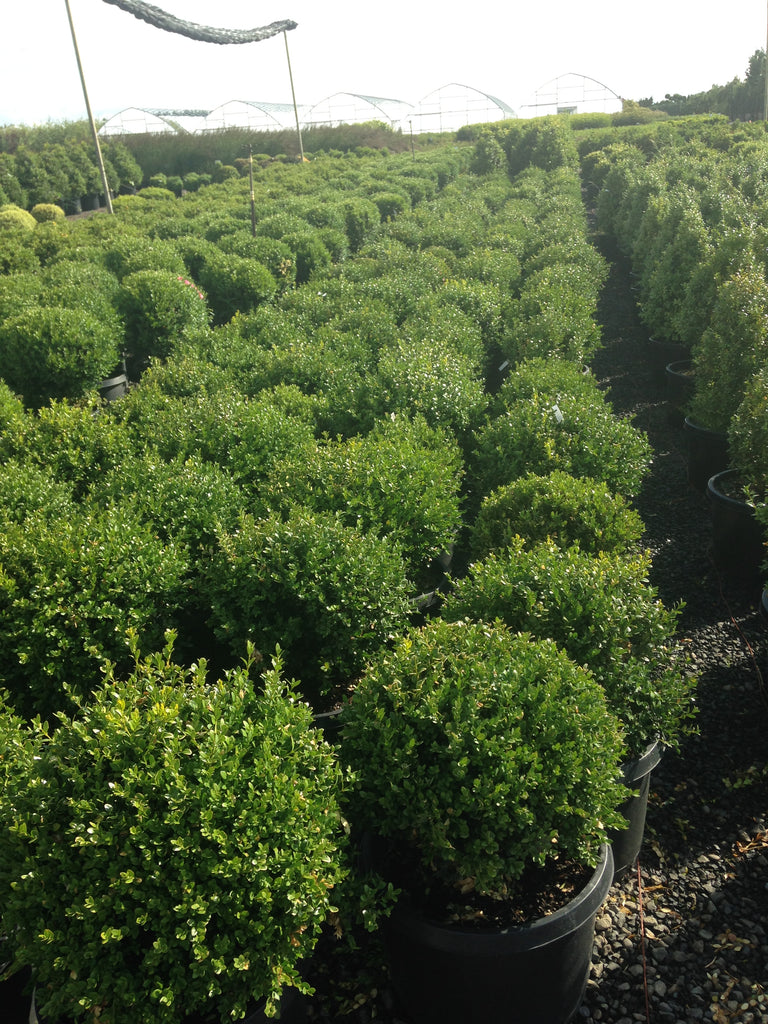 Buxus x 'Green Mountain', Globe