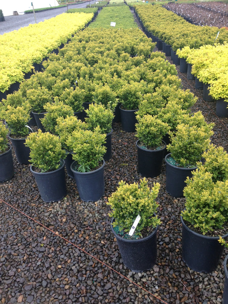Buxus x 'Green Velvet'