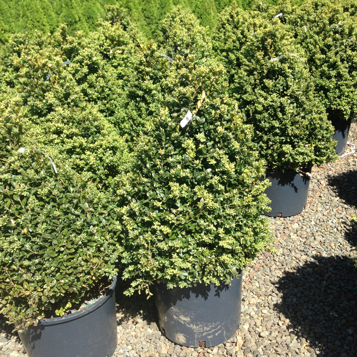 Buxus x 'Alice', Pyramid