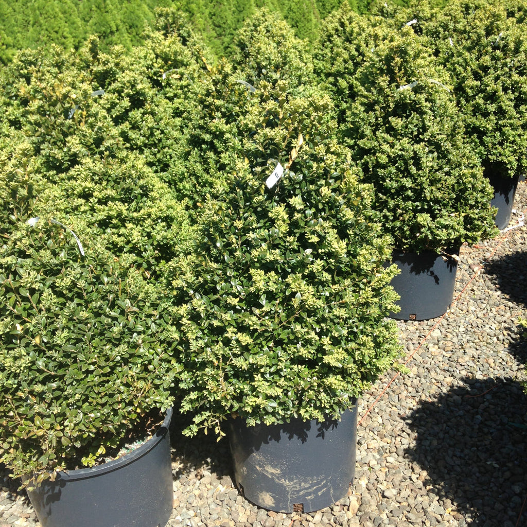 Buxus x 'Alice', Pyramid
