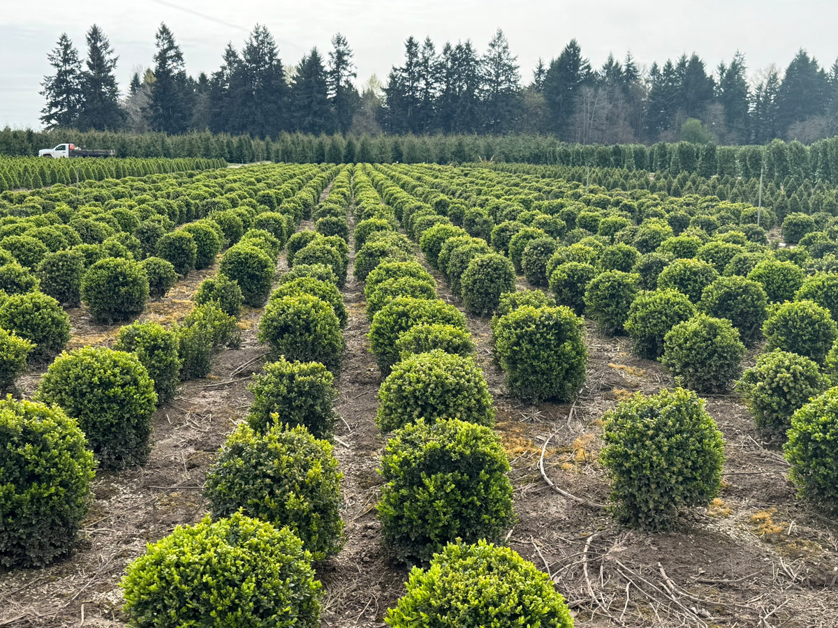 Buxus m. k. 'Green Beauty', Globe
