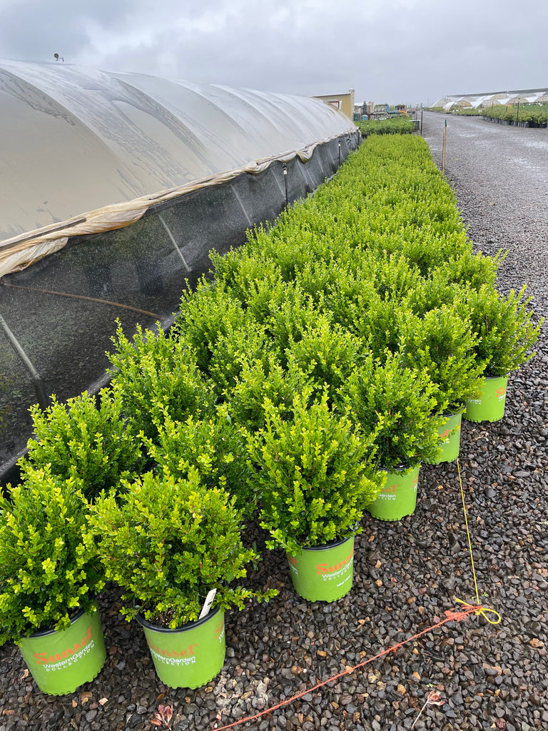 Buxus microphylla 'Gregem' Baby Gem™ PP21159