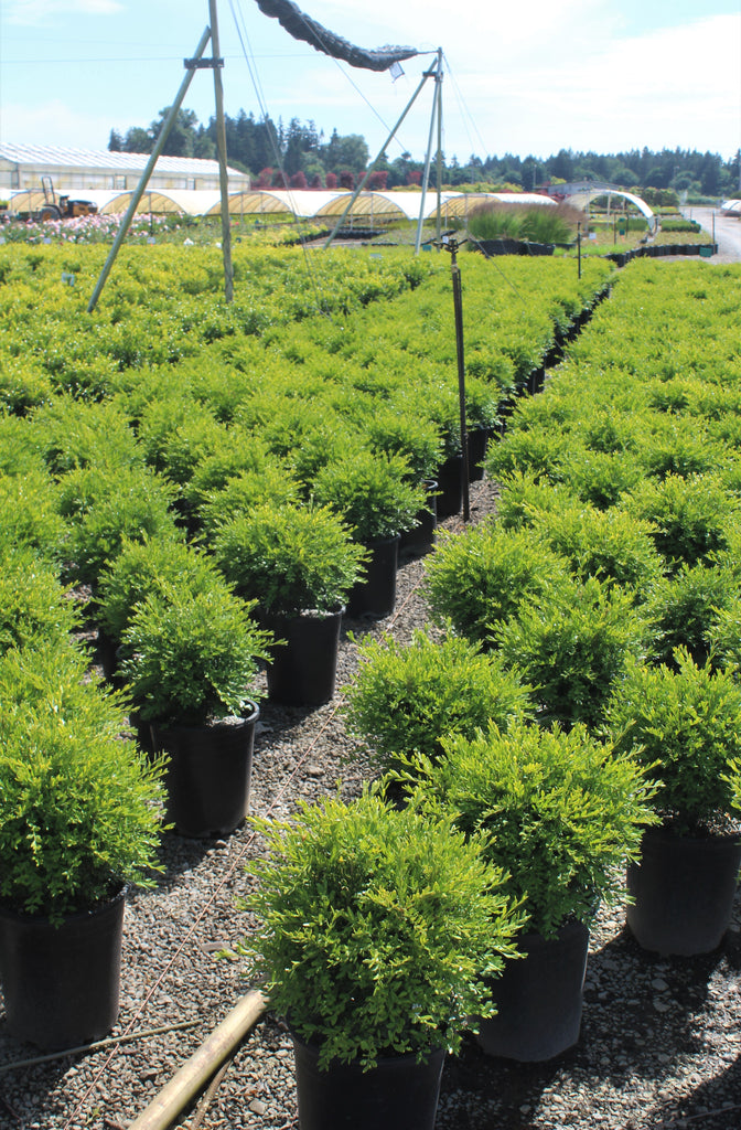 Buxus m. k. 'Faulkner'