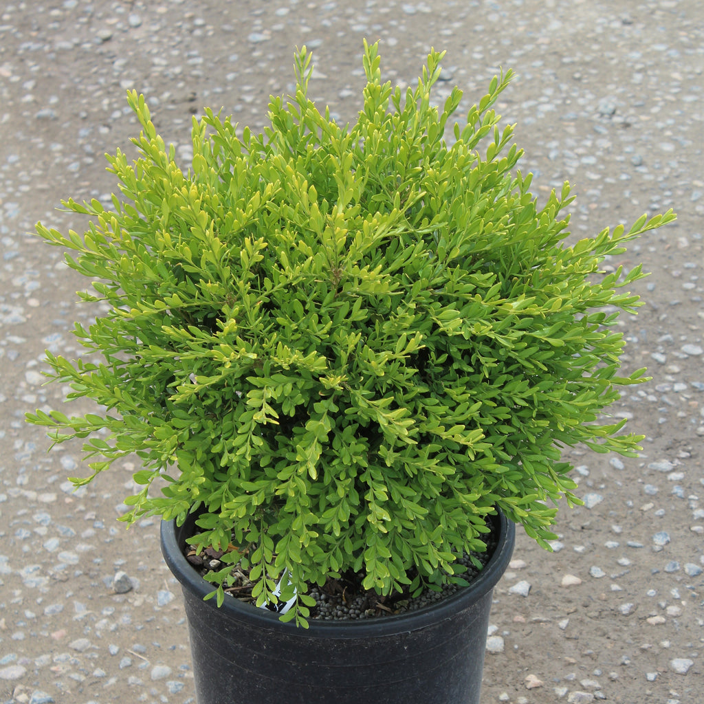 Buxus m. k. 'Faulkner'