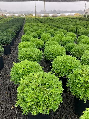 Buxus m. k. 'Franklin's Gem'