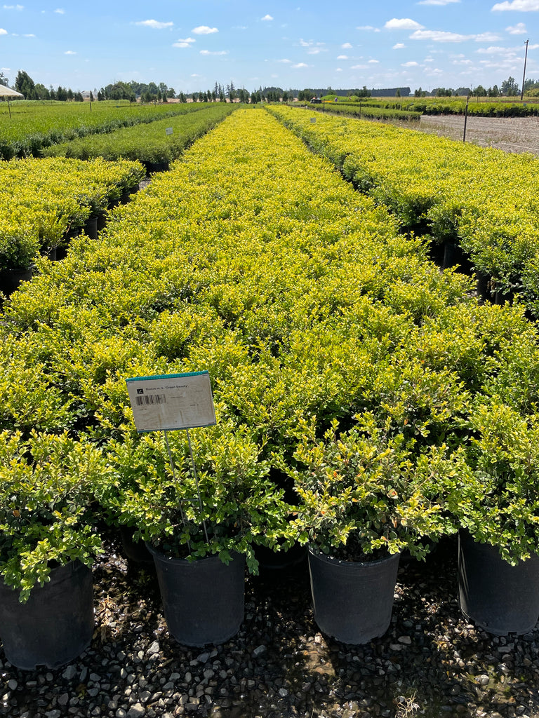Buxus m. k. 'Green Beauty'