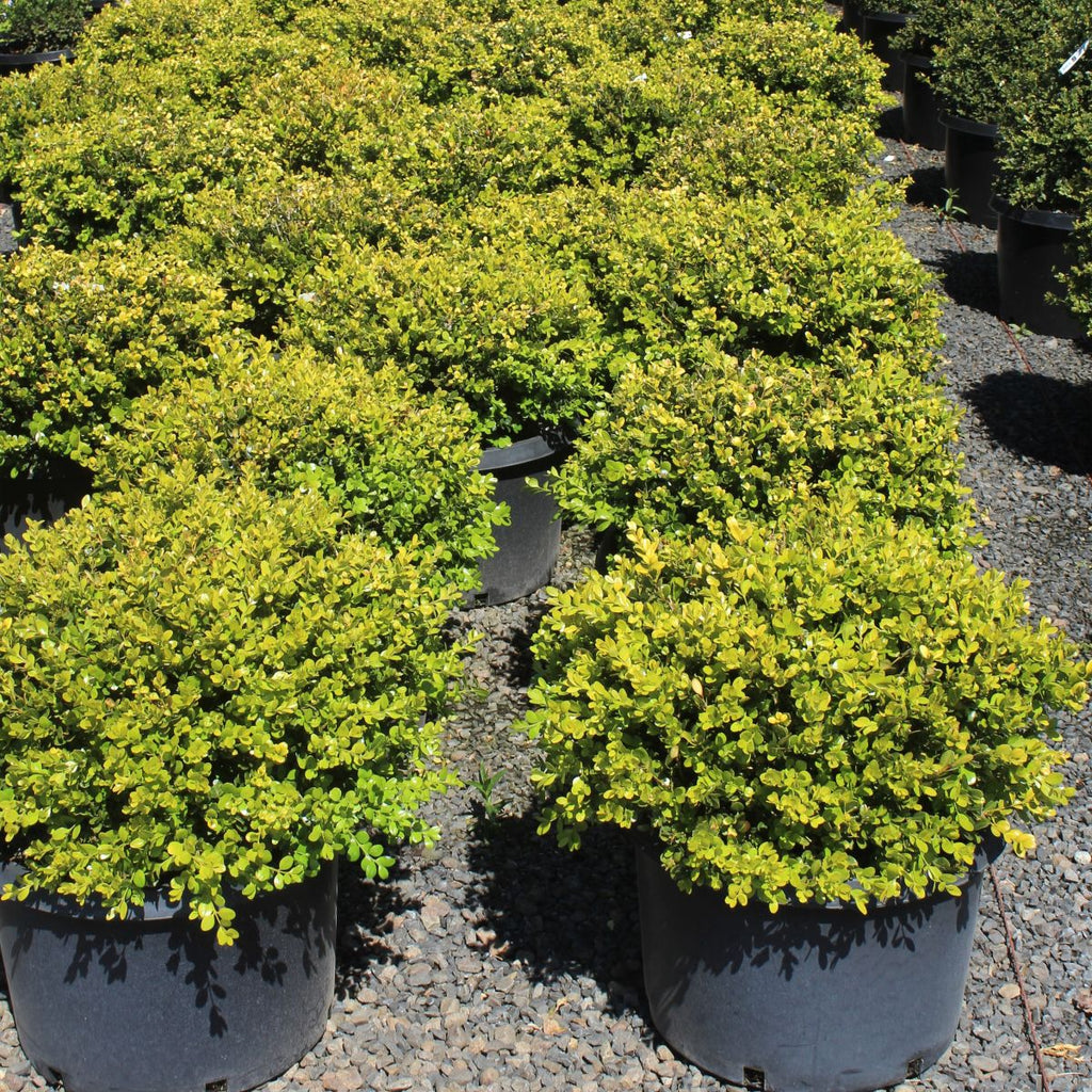 Buxus m. k. 'Winter Gem' (BBP)