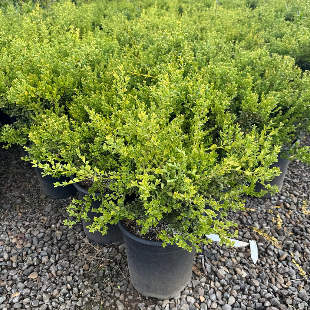 Buxus m. k. 'Wintergreen'