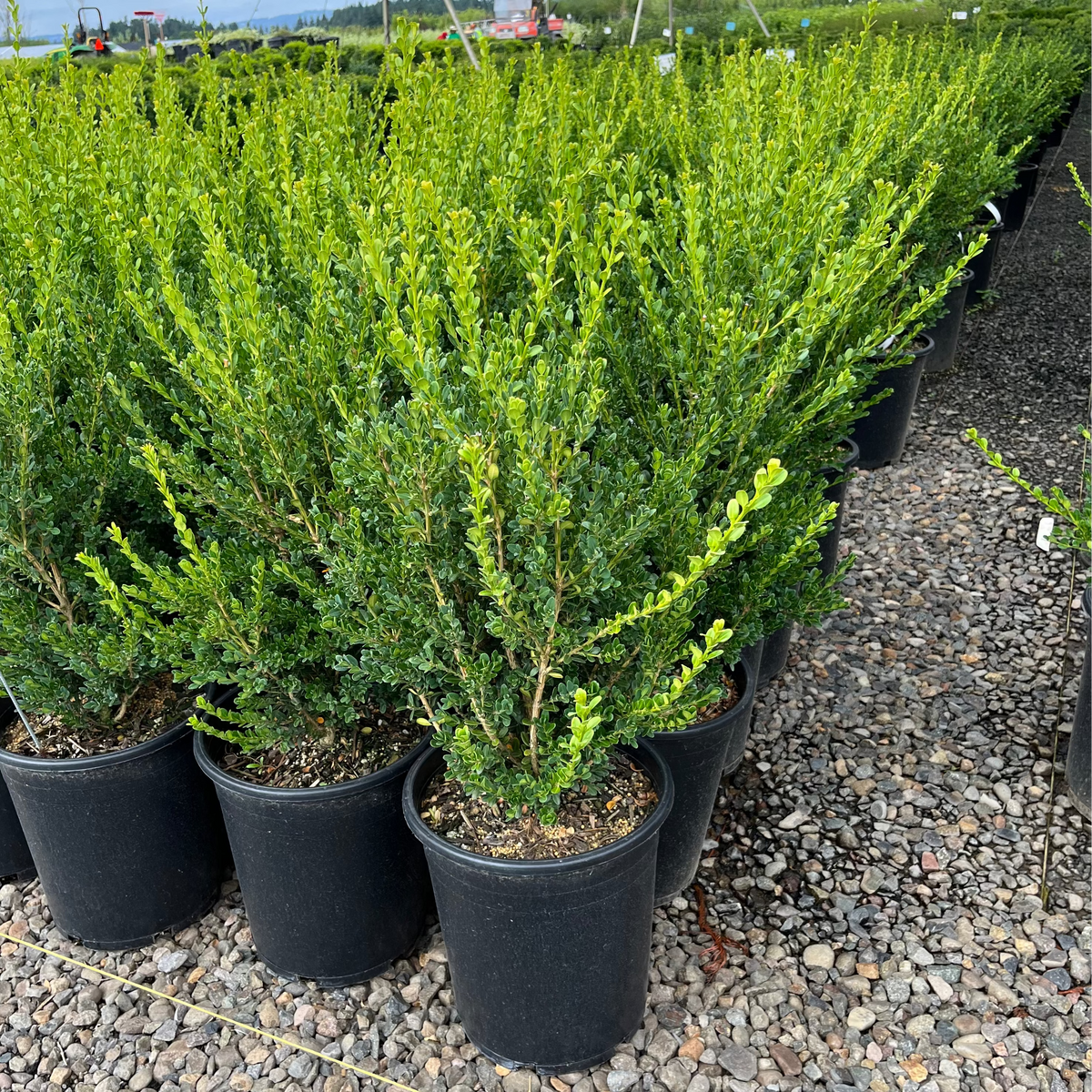 Buxus microphylla 'John Baldwin'