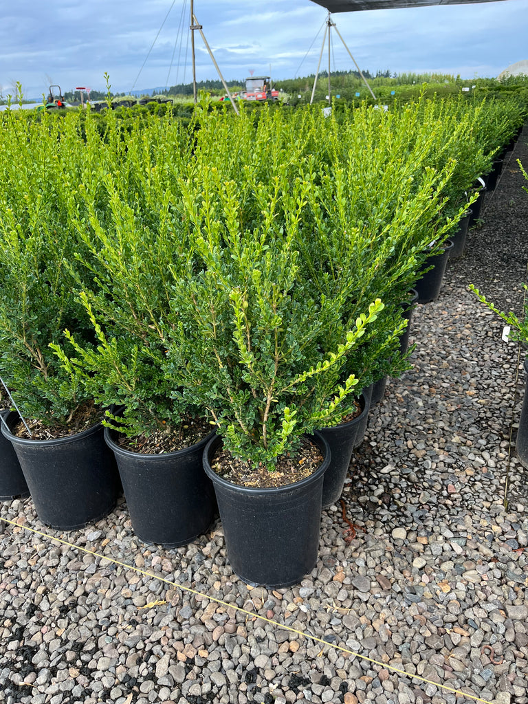 Buxus microphylla 'John Baldwin'