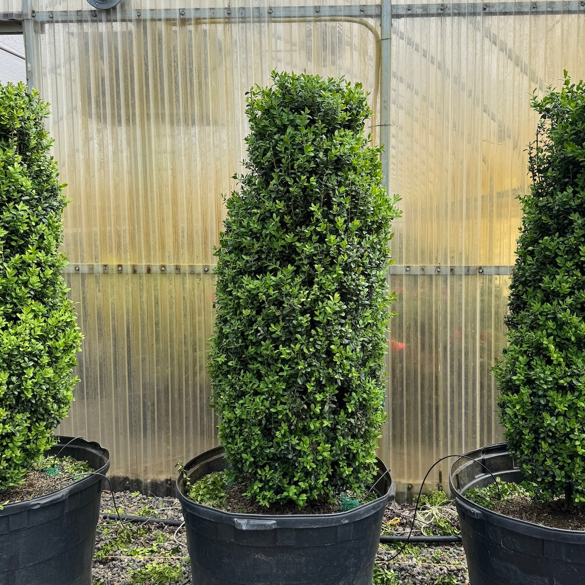 Buxus s. 'Dee Runk'