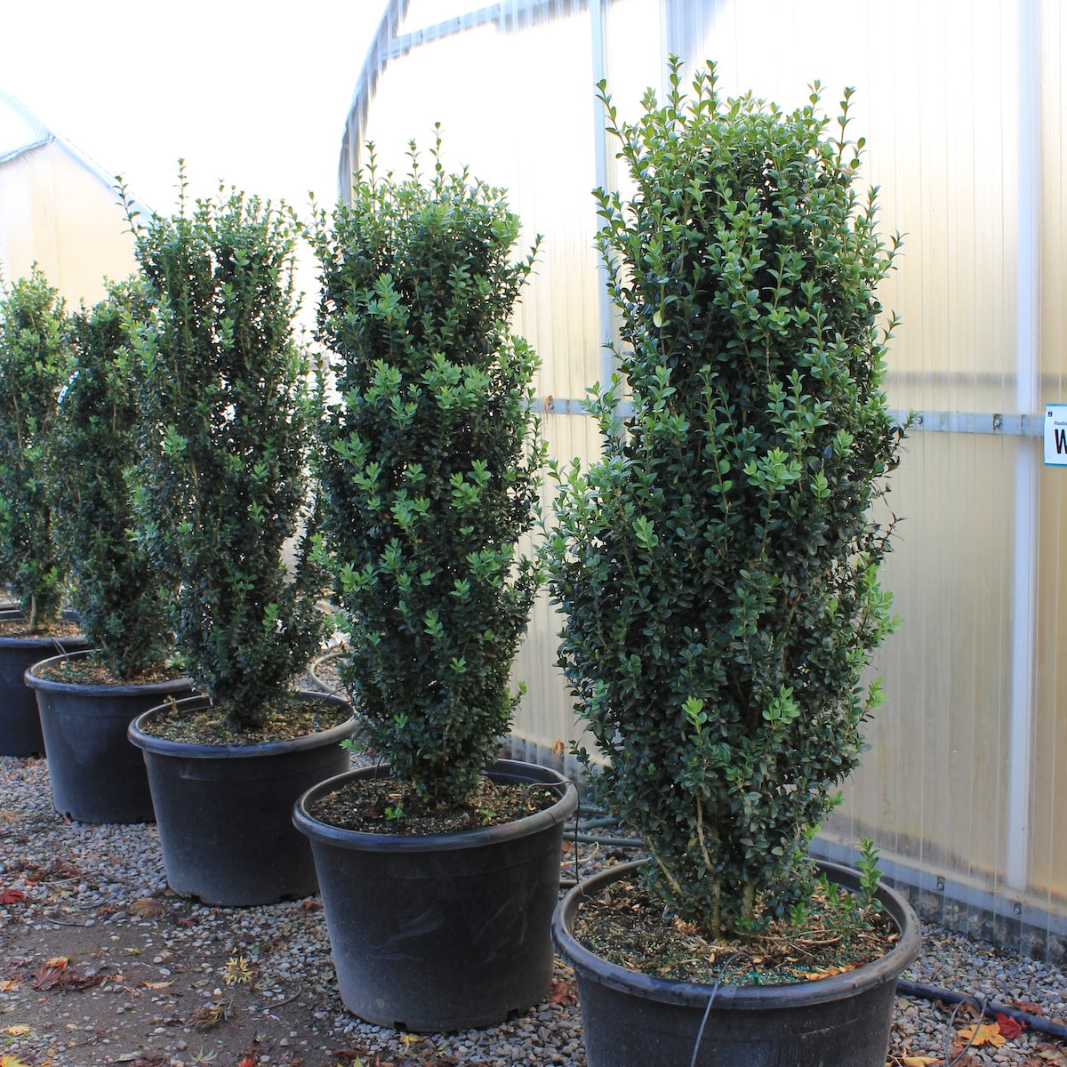 Buxus s. 'Fastigiata'
