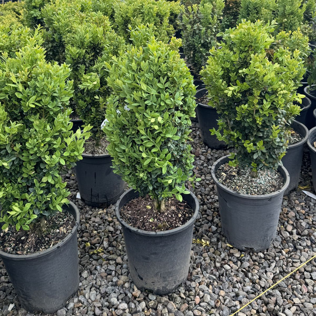 Buxus s. 'Graham Blandy'