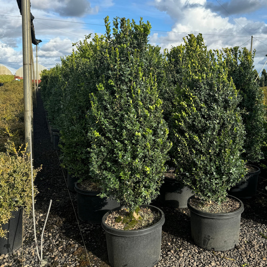 Buxus s. 'Green Tower' PP15243 (Monrue)