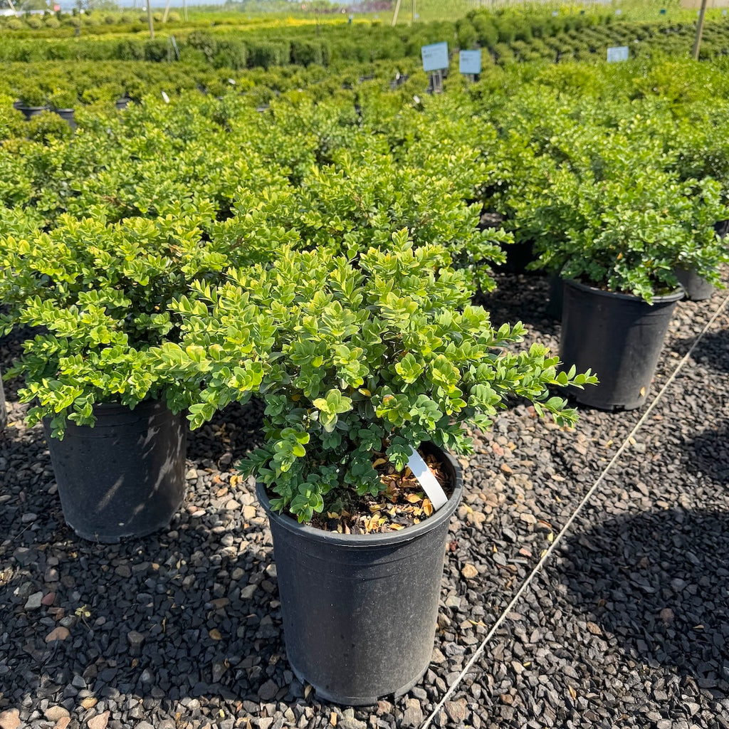 Buxus s. 'Vardar Valley'