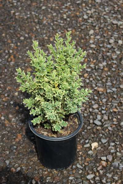 Buxus s. 'Variegata'