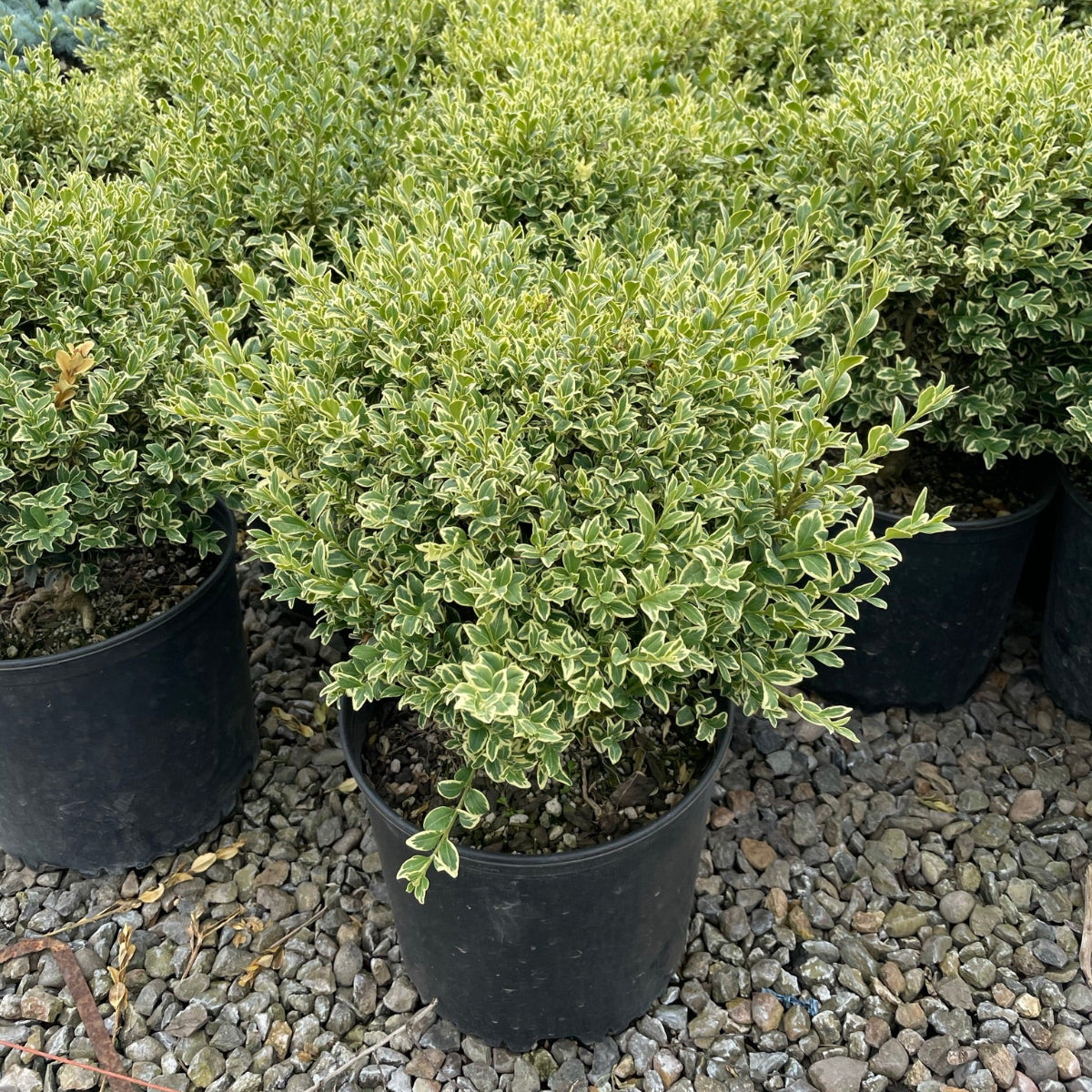Buxus s. 'Variegata'