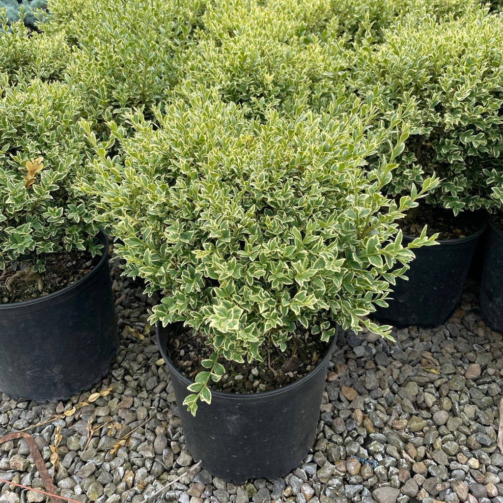 Buxus s. 'Variegata'