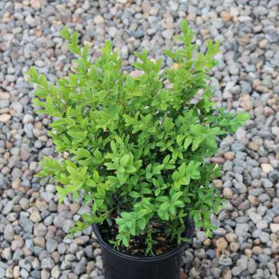 Buxus sempervirens