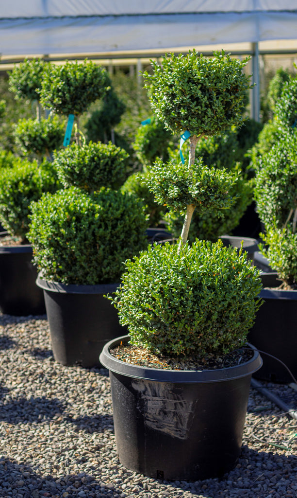 Buxus sempervirens, 3 Ball (BBP)