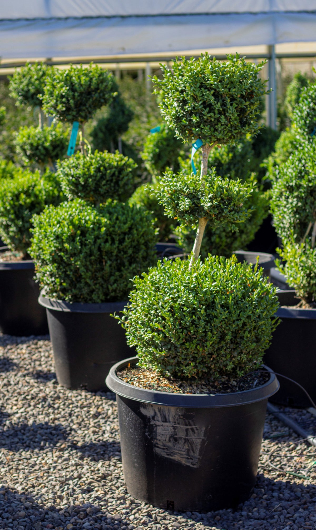 Buxus sempervirens, 3 Ball