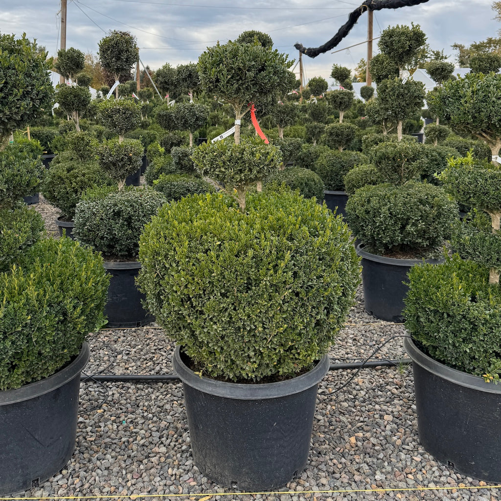 Buxus sempervirens, 3 Ball