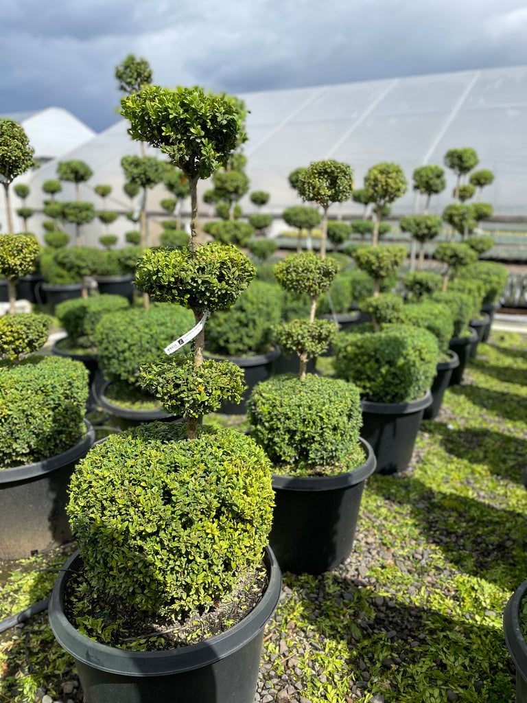 Buxus sempervirens, 4 Ball (BBP)