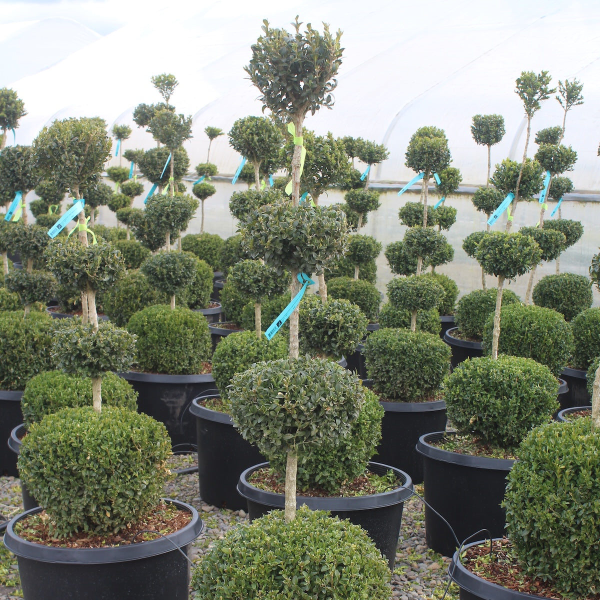Buxus sempervirens, 4 Ball
