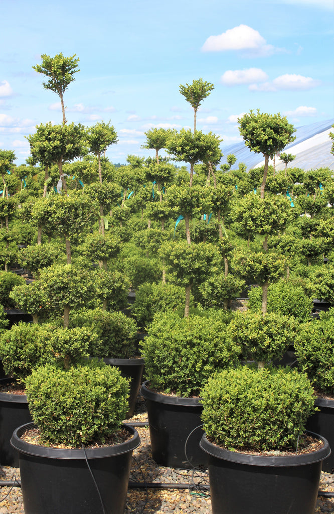Buxus sempervirens, 5 Ball (BBP)