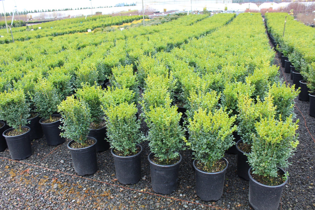 Buxus sempervirens