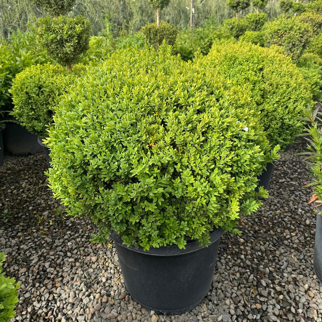 Buxus sempervirens, Globe