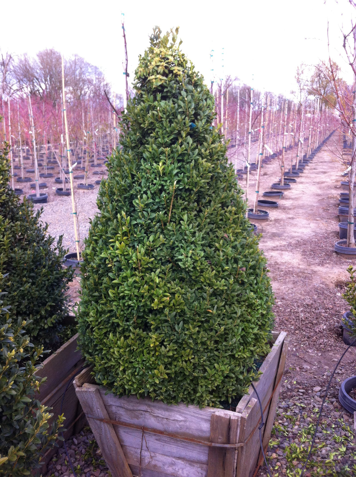 Buxus sempervirens, Pyramid