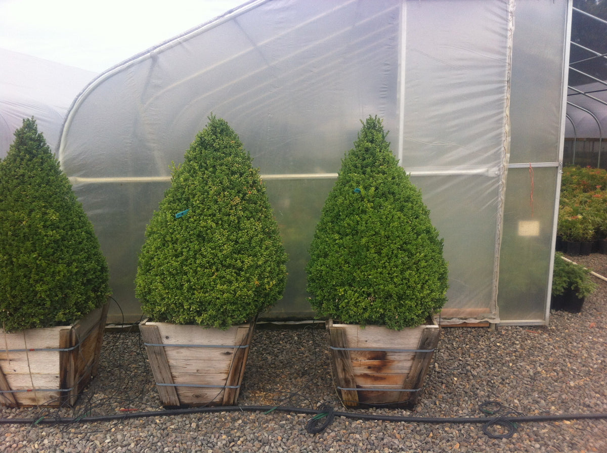 Buxus sempervirens, Pyramid