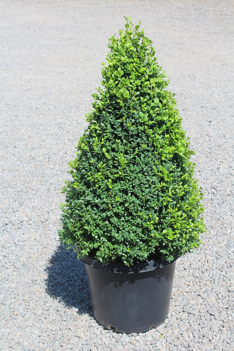 Buxus sempervirens, Pyramid