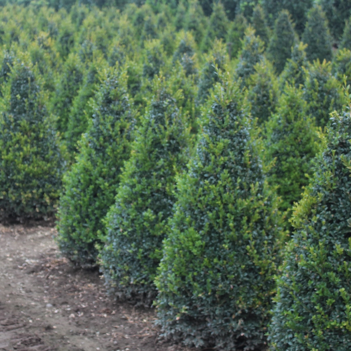 Buxus sempervirens, Pyramid