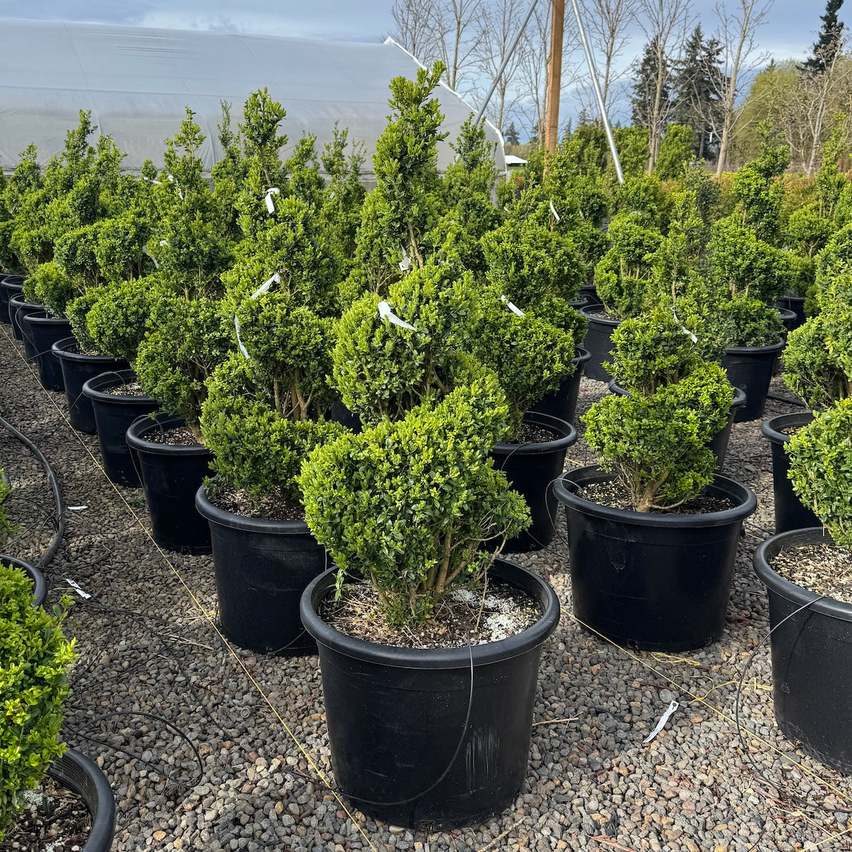 Buxus sempervirens, Spiral