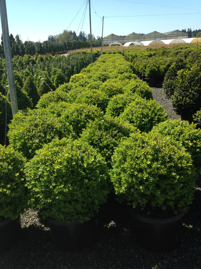Buxus sempervirens, Globe