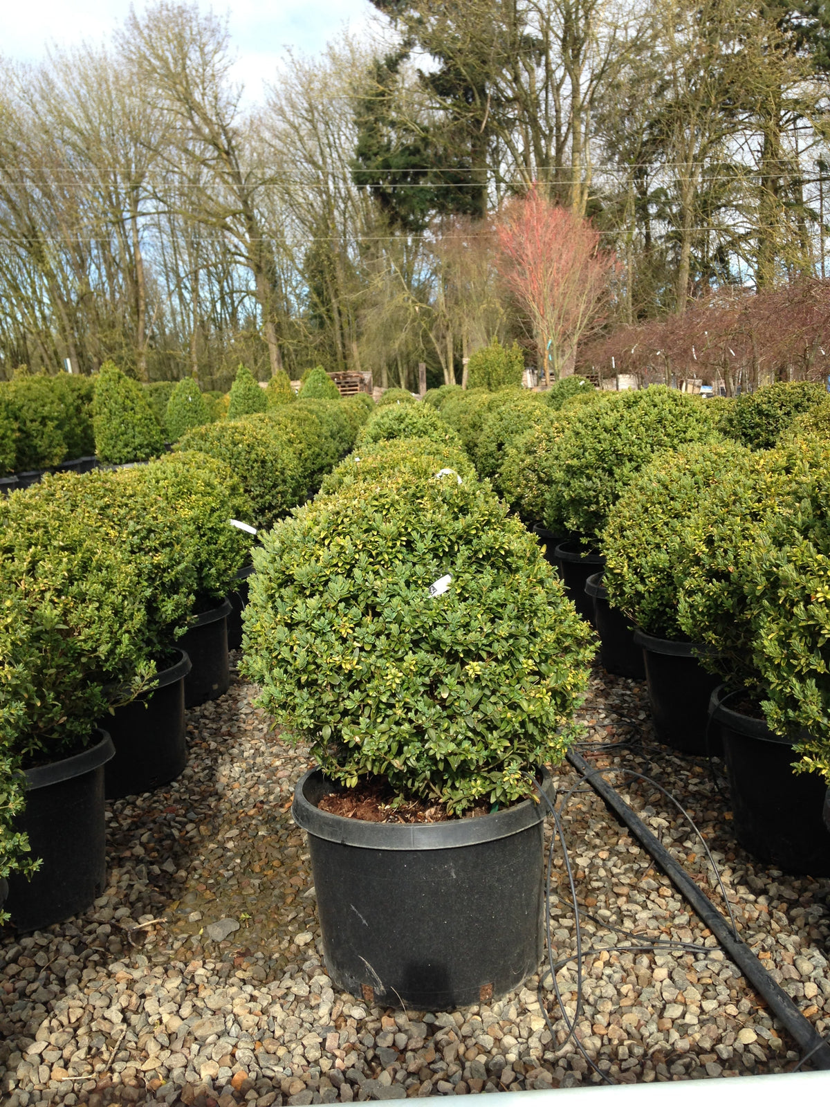 Buxus sempervirens, Globe