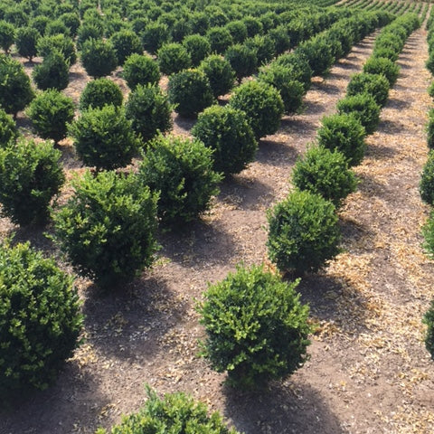 Buxus sempervirens, Globe