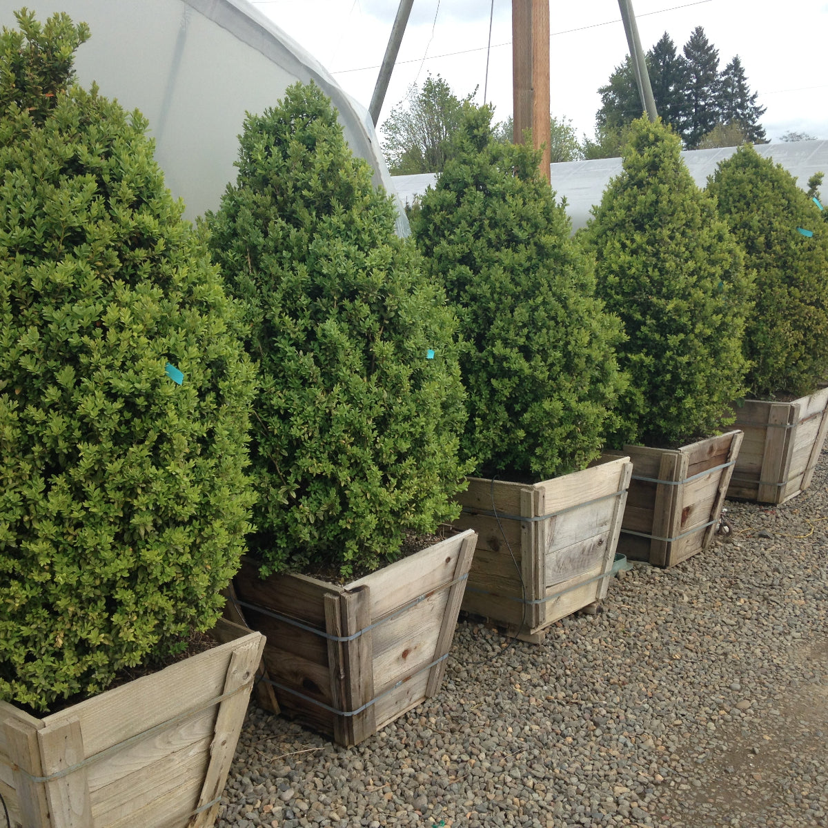 Buxus sempervirens, Pyramid